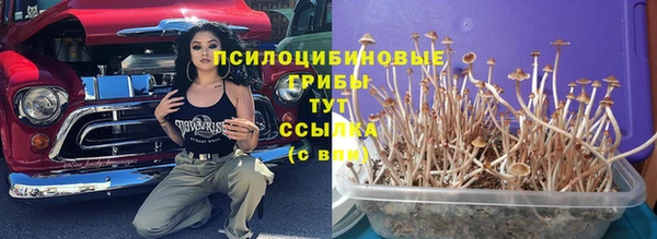 шишки Верея
